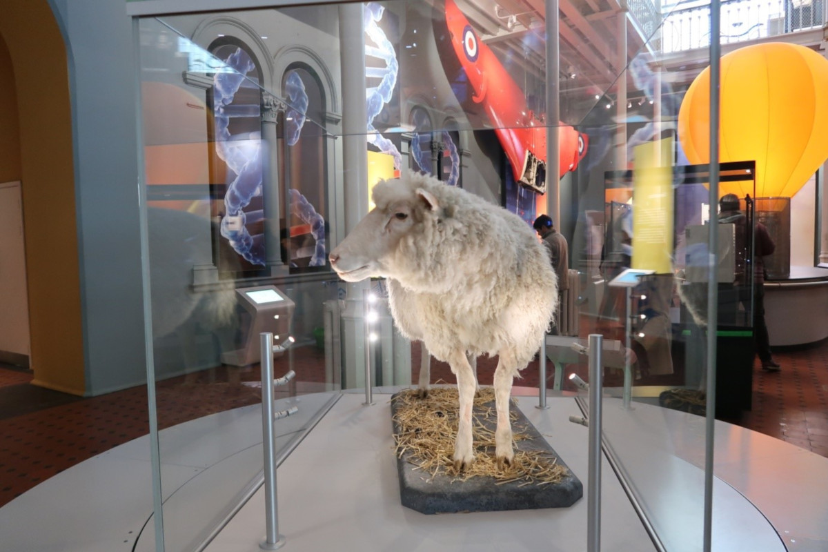 Dolly the Sheep