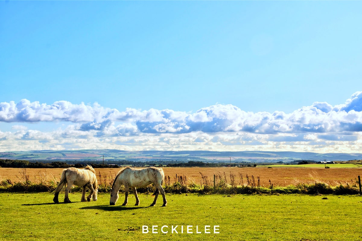 Horses by Beckie Lee