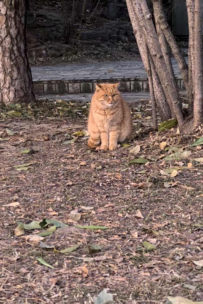 Ginger cat sitting underneath trees