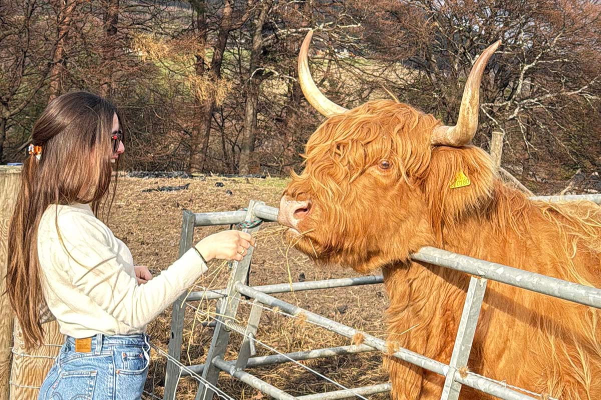 Cecilia feeding a Highland Cow