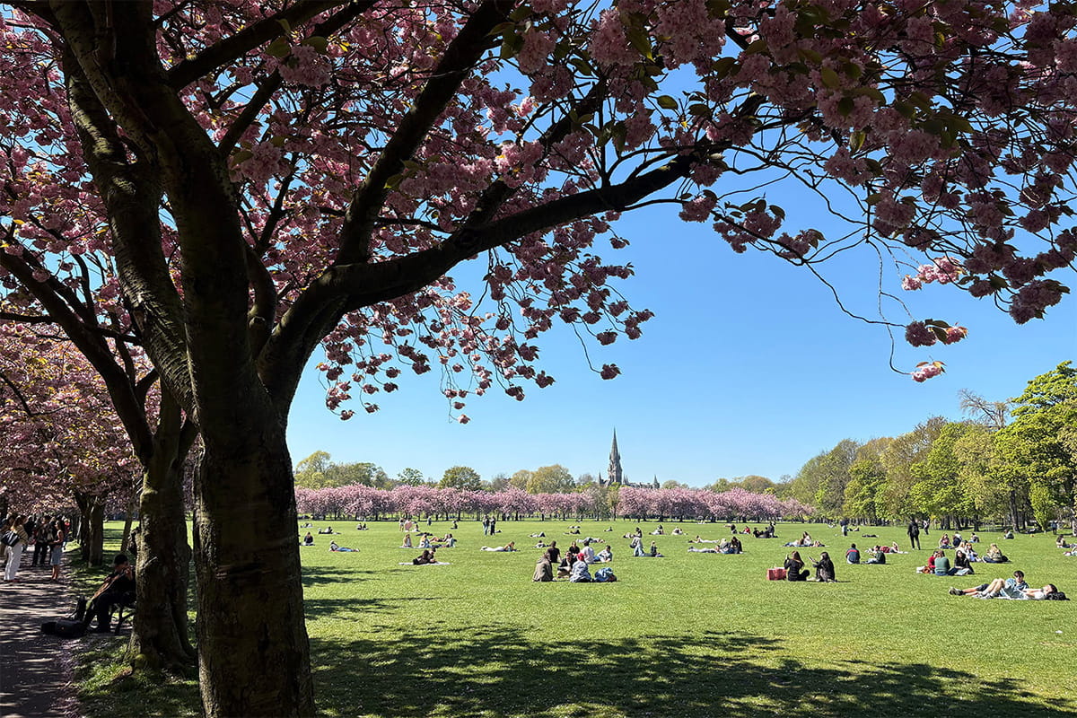 A sunny park scene with people relaxing on the grass in the Meadows, under blossoming cherry trees. A spire is visible in the distance against a clear blue sky.