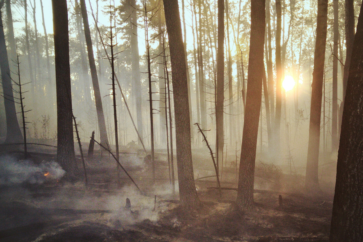 Ashes left after a forest fire