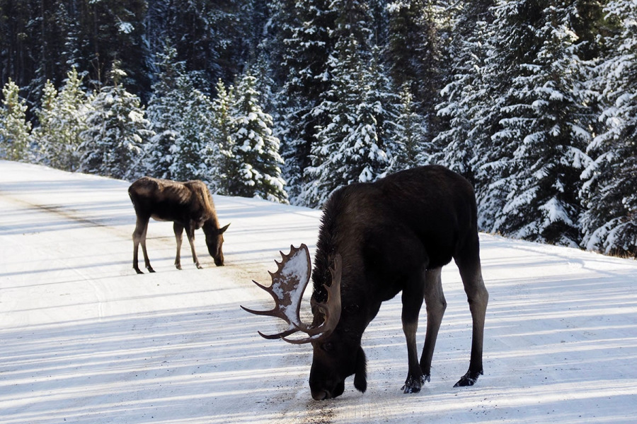 Institutional visit to University of Alberta, Canada